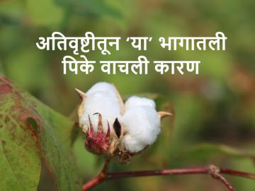Protect Crops in Heavy Rain : या परिसरात अतिवृष्टी झाली, तरीही सुमारे ४० हजार हेक्टरवरील पिकांचे नुकसान झाले नाही, कारण... - Marathi News | Crops on 40 thousand hectares survived even in heavy rain | Latest News at Lokmat.com Protect Crops in Heavy Rain : या परिसरात अतिवृष्टी झाली, तरीही सुमारे ४० हजार हेक्टरवरील पिकांचे नुकसान झाले नाही, कारण... - Marathi News | Crops on 40 thousand hectares survived even in heavy rain | Latest News at Lokmat.com