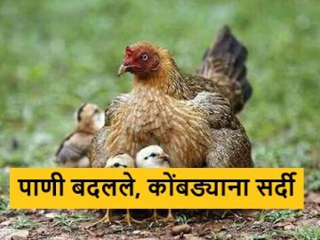 उष्णतेसह पाणी टंचाई वाढली, पाणी बदलामुळे कुक्कुटपालनावर परिणाम - Marathi News | Latest News Water scarcity increased with heat, impact on poultry due to water changes | Latest News at Lokmat.com उष्णतेसह पाणी टंचाई वाढली, पाणी बदलामुळे कुक्कुटपालनावर परिणाम - Marathi News | Latest News Water scarcity increased with heat, impact on poultry due to water changes | Latest News at Lokmat.com