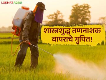 Herbicide Spray: तण नियंत्रणाची योग्य वेळ; कृषी विभागाचा शेतकऱ्यांना सल्ला वाचा सविस्तर - Marathi News | latest news Herbicide Spray: Right time for weed control; Read Agriculture Department's advice to farmers in detail | Latest News at Lokmat.com Herbicide Spray: तण नियंत्रणाची योग्य वेळ; कृषी विभागाचा शेतकऱ्यांना सल्ला वाचा सविस्तर - Marathi News | latest news Herbicide Spray: Right time for weed control; Read Agriculture Department's advice to farmers in detail | Latest News at Lokmat.com