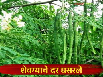 Shevga Market : 400 ते 500 रुपये किलोचा शेवगा, 20 ते 30 रुपये किलोवर आला, कशामुळे दर घसरले? - Marathi News | The price of 400 to 500 rupees per kg has now come down to 20 to 30 rupees per kg. Why did the price drop? | Latest News at Lokmat.com Shevga Market : 400 ते 500 रुपये किलोचा शेवगा, 20 ते 30 रुपये किलोवर आला, कशामुळे दर घसरले? - Marathi News | The price of 400 to 500 rupees per kg has now come down to 20 to 30 rupees per kg. Why did the price drop? | Latest News at Lokmat.com