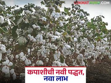 High-density Cotton Cultivation : कपाशीची नवी क्रांती : विदर्भात अतिघनता लागवडीचे प्रयोग यशस्वी वाचा सविस्तर - Marathi News | latest news High-density Cotton Cultivation New revolution in cotton: High-density cultivation experiments successful in Vidarbha Read in detail | Latest News at Lokmat.com High-density Cotton Cultivation : कपाशीची नवी क्रांती : विदर्भात अतिघनता लागवडीचे प्रयोग यशस्वी वाचा सविस्तर - Marathi News | latest news High-density Cotton Cultivation New revolution in cotton: High-density cultivation experiments successful in Vidarbha Read in detail | Latest News at Lokmat.com