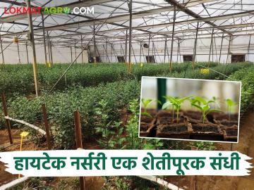 हायटेक नर्सरी; शेती पूरक व्यवसाय व स्वयंरोजगारासाठी उत्तम पर्याय - Marathi News | Hi-Tech Nursery; A great option for an agricultural supplementary business and self-employment | Latest News at Lokmat.com