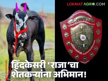 Hind Kesari bull Raja : हिंदकेसरीचा मान मिळवलेला ‘राजा’; विक्रीतही ठरला नंबर 'वन' वाचा सविस्तर - Marathi News | latest news Hind Kesari bull Raja: The 'King' who earned the respect of Hind Kesari; also became number 'one' in sales Read in detail | Latest News at Lokmat.com