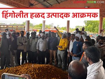Hingoli APMC :'पिवळ्या सोन्या'ची झाली माती? हळद उत्पादक आक्रमक - Marathi News | latest news Hingoli APMC: Has the soil become 'yellow gold'? Turmeric producers are aggressive | Latest News at Lokmat.com