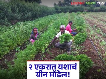 Farmer Success Story : नोकरी नको, शेतीच हवी! दोन एकरांतून मिळवले ४ लाखांचे उत्पन्न वाचा सविस्तर - Marathi News | latest news Farmer Success Story: Don't want a job, want farming! Earned an income of Rs 4 lakhs from two acres Read in detail | Latest News at Lokmat.com Farmer Success Story : नोकरी नको, शेतीच हवी! दोन एकरांतून मिळवले ४ लाखांचे उत्पन्न वाचा सविस्तर - Marathi News | latest news Farmer Success Story: Don't want a job, want farming! Earned an income of Rs 4 lakhs from two acres Read in detail | Latest News at Lokmat.com