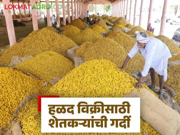 Hingoli Bajar Samiti: हळद विक्रीसाठी शेतकऱ्यांची गर्दी; मार्केट यार्डात ३ दिवसांचा थांबा वाचा सविस्तर - Marathi News | latest news Hingoli Bazaar Samiti: Farmers rush to sell Halad; 3-day wait at market yard Read in detail | Latest News at Lokmat.com Hingoli Bajar Samiti: हळद विक्रीसाठी शेतकऱ्यांची गर्दी; मार्केट यार्डात ३ दिवसांचा थांबा वाचा सविस्तर - Marathi News | latest news Hingoli Bazaar Samiti: Farmers rush to sell Halad; 3-day wait at market yard Read in detail | Latest News at Lokmat.com