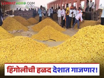 Hingoli Halad Project : हळद उत्पादकांसाठी खुशखबर; हिंगोलीत उभारणार ५ हजार टन क्षमतेचे भव्य गोदाम - Marathi News | latest news Hingoli Halad Project: Good news for turmeric producers; A grand warehouse with a capacity of 5 thousand tons will be built in Hingoli | Latest News at Lokmat.com