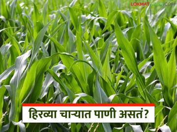 Agriculture News : हिरव्या चाऱ्यामध्ये पाणी असतं का? उन्हाळ्यात जनावरांना फायद्याचं, वाचा सविस्तर - Marathi News | Latest News Green fodder to fill the water shortage in animals read in detail | Latest News at Lokmat.com Agriculture News : हिरव्या चाऱ्यामध्ये पाणी असतं का? उन्हाळ्यात जनावरांना फायद्याचं, वाचा सविस्तर - Marathi News | Latest News Green fodder to fill the water shortage in animals read in detail | Latest News at Lokmat.com