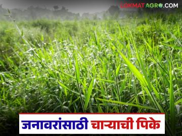 ही आहेत टॉप फाईव्ह चाऱ्याची पिके, जनावरांच्या सुदृढ आरोग्य, दूध वाढीसाठी बेस्ट पर्याय - Marathi News | Latest news top five fodder crops, best options for good animal health and increased milk production | Latest News at Lokmat.com ही आहेत टॉप फाईव्ह चाऱ्याची पिके, जनावरांच्या सुदृढ आरोग्य, दूध वाढीसाठी बेस्ट पर्याय - Marathi News | Latest news top five fodder crops, best options for good animal health and increased milk production | Latest News at Lokmat.com