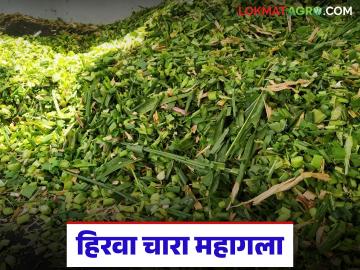 हिरव्या चाऱ्याला प्रति टन 5 ते 6 हजार रुपयांचा भाव, चाऱ्याचे दर का वाढले?  - Marathi News | Latest News Charyache bhav price of green fodder is 5 to 6 thousand rupees per ton, | Latest News at Lokmat.com