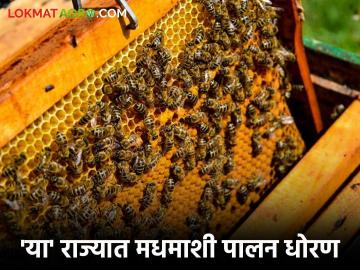 Agriculture News : मधमाशी पालन धोरण तयार करणारे 'हे' पहिले राज्य ठरले, वाचा सविस्तर  - Marathi News | Latest News Agriculture News Haryana becomes first state to formulate beekeeping policy read in detail | Latest News at Lokmat.com