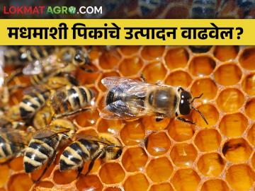 फवारणी व वृक्षतोडीमुळे मधमाश्यांचा अधिवास येतोय धोक्यात - Marathi News | Due to spraying of pesticides and cutting trees, the honeybee life is in danger | Latest News at Lokmat.com
