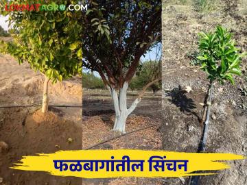 कोणत्या फळपिकाला किती पाणी द्यायचे हे कसे ठरविले जाते? - Marathi News | How to decide how much water to give to which fruit crop? | Latest News at Lokmat.com कोणत्या फळपिकाला किती पाणी द्यायचे हे कसे ठरविले जाते? - Marathi News | How to decide how much water to give to which fruit crop? | Latest News at Lokmat.com