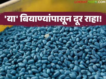 HTBT Cotton Seeds : कापूस शेतकऱ्यांनो सावधान! HTBT बियाणे वापरले तर तुरुंगवास निश्चित? - Marathi News | latest news HTBT Cotton Seeds: Cotton farmers beware! Is jail time certain if you use HTBT seeds? | Latest News at Lokmat.com