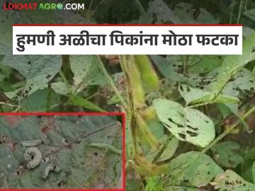 Soybean Pest Attack : सोयाबीन पिकावर हुमणीचा तडाखा; मदतीचा निर्णय अजूनही प्रलंबित - Marathi News | latest news Soybean Pest Attack: Soybean crop hit by locusts; Decision on assistance still pending | Latest News at Lokmat.com Soybean Pest Attack : सोयाबीन पिकावर हुमणीचा तडाखा; मदतीचा निर्णय अजूनही प्रलंबित - Marathi News | latest news Soybean Pest Attack: Soybean crop hit by locusts; Decision on assistance still pending | Latest News at Lokmat.com