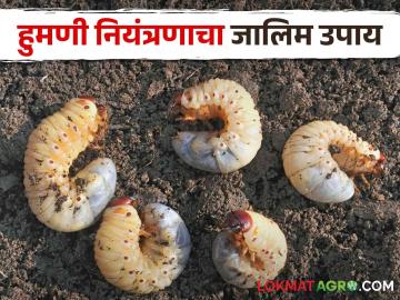 White Grub Management संधी सोडू नका; हिच ती वेळ हुमणी कीड नियंत्रणाची - Marathi News | White Grub Management Don't miss the opportunity; This is the time for humani pest control | Latest News at Lokmat.com White Grub Management संधी सोडू नका; हिच ती वेळ हुमणी कीड नियंत्रणाची - Marathi News | White Grub Management Don't miss the opportunity; This is the time for humani pest control | Latest News at Lokmat.com