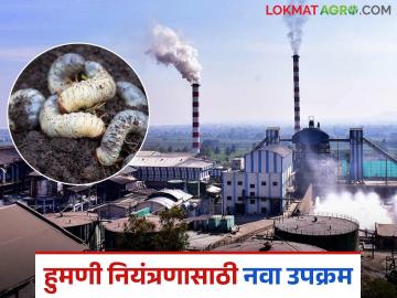 हा साखर कारखाना विकत घेतोय चक्क ३०० रुपये किलोने हुमणी किडीचे भुंगेरे - Marathi News | This sugar factory is buying white grub adult humni pest; price 300 rupees per kg | Latest News at Lokmat.com हा साखर कारखाना विकत घेतोय चक्क ३०० रुपये किलोने हुमणी किडीचे भुंगेरे - Marathi News | This sugar factory is buying white grub adult humni pest; price 300 rupees per kg | Latest News at Lokmat.com