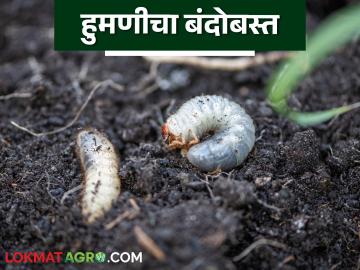 सोयाबीन, मका व कापूस पिकात वाढला हुमणीचा प्रादुर्भाव; करा हे पाच उपाय - Marathi News | The incidence of white grub has increased in soybean, maize and cotton crops; Take these five measures | Latest News at Lokmat.com