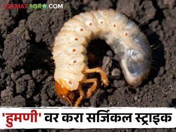 White Grub Management हुमणी नियंत्रणाचे कमी खर्चातील सोपे उपाय कोणते? - Marathi News | What are the simple low-cost solutions for White Grub pest control? | Latest News at Lokmat.com