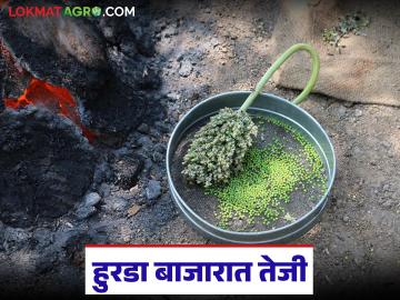 कडाक्याच्या थंडीत हुरड्याच्या मागणीत वाढ; प्रतिकिलो मिळतोय तब्बल ४०० रुपयांचा भाव - Marathi News | Demand for hurda increases in severe cold; Price is fetching as much as Rs 400 per kg | Latest News at Lokmat.com