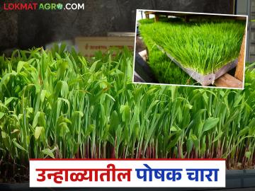 उन्हाळ्यात टंचाईच्या काळात कमी जागेत, कमी वेळेत कसा तयार कराल पोषक चारा? वाचा सविस्तर - Marathi News | How to prepare nutritious fodder in less space and in less time during the summer season? Read in detail | Latest News at Lokmat.com उन्हाळ्यात टंचाईच्या काळात कमी जागेत, कमी वेळेत कसा तयार कराल पोषक चारा? वाचा सविस्तर - Marathi News | How to prepare nutritious fodder in less space and in less time during the summer season? Read in detail | Latest News at Lokmat.com