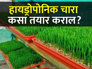 कमी खर्चात हायड्रोपोनिक्स पध्दतीने हिरवा चारा निर्मिती व्यवसाय कसा सुरु कराल? - Marathi News | How to start green fodder production business with hydroponic method at low cost? | Latest News at Lokmat.com