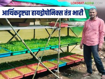 Hydroponic Fodder : कमी खर्चात हायड्रोपोनिक्सद्वारे धोटेंनी केली हिरव्या चाऱ्याची निर्मिती वाचा सविस्तर - Marathi News | Hydroponic Fodder : Dhote produces green fodder through hydroponics at low cost. Read in detail | Latest News at Lokmat.com