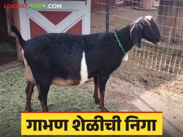 Goat Management : सुदृढ करडे मिळण्यासाठी गाभण शेळीची काळजी कशी घ्याल? वाचा सविस्तर  - Marathi News | Latest News How to take care of pregnant goat to get healthy goat Read in detail  | Latest News at Lokmat.com