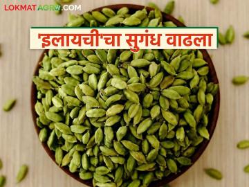 मसाल्याची राणी म्हणून ओळखल्या जाणाऱ्या 'या' मसाल्याला मिळतोय सर्वाधिक भाव - Marathi News | Cardamom spice, known as the queen of spices, is fetching the highest price | Latest News at Lokmat.com