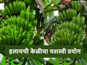 युट्युबवर पाहून फुलवली इलायची केळीची शेती, एका घडामध्ये 9 ते 10 फण्या, तरुण शेतकऱ्याची किमया  - Marathi News | Latest News Cardamom banana farming flourished after watching it on YouTube by nandurbar young farmer | Latest News at Lokmat.com