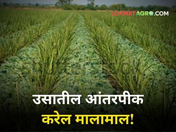 उसात आंतरपिके घ्या! या पिकांतून व्हाल मालामाल - Marathi News | Intercropping in sugarcane will result maharashtra agriculture farmer | Latest agriculture News at Lokmat.com उसात आंतरपिके घ्या! या पिकांतून व्हाल मालामाल - Marathi News | Intercropping in sugarcane will result maharashtra agriculture farmer | Latest agriculture News at Lokmat.com