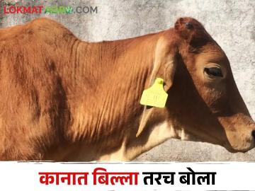 Animal Ear Tagging जनावरांच्या खरेदी विक्रीसाठी यापुढे कानात बिल्ला अनिवार्य - Marathi News | Animal Ear Tagging Ear tags are now mandatory for buying and selling animals | Latest News at Lokmat.com