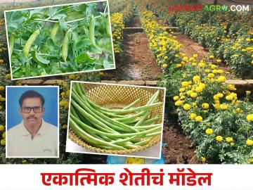 Farmer Success Story : शेतीत बहुपीक पद्धतीचा अवलंब करून भिकाजी कमवता आहेत अधिकच नफा - Marathi News | Farmer Success Story : Farmer Bhikaji are earning more profit by adopting multi-cropping method in farming | Latest News at Lokmat.com
