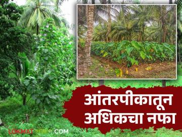 Intercropping in Coconut : नारळ बागेत अधिकच्या नफ्यासाठी कोणती आंतरपिके घ्यावीत वाचा सविस्तर - Marathi News | Intercropping in Coconut : Read in detail what intercropping should be done in coconut garden for more profit | Latest News at Lokmat.com