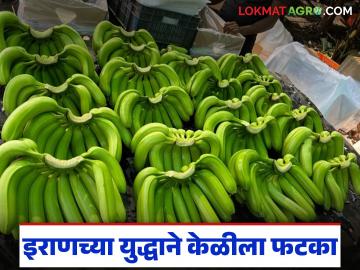 इराणमधील युद्धामुळे करमाळ्यातील केळीला फटका; फेब्रुवारीमध्ये दरात सुधारणा होण्याची आशा - Marathi News | Bananas in Karmala hit by war in Iran; Hope for price improvement in February | Latest News at Lokmat.com