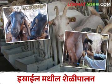 Israel Goat Farming इस्राईलमध्ये शेळीपालन कसे केले जाते? - Marathi News | How is goat farming done in Israel? | Latest News at Lokmat.com
