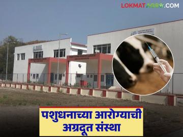 पशुवैद्यकीय जैव पदार्थ निर्मिती व पशुधनाकरीता अत्यावश्यक लसमात्रा तयार होतायत आता आपल्याच राज्यात - Marathi News | Essential vaccines and veterinary biological products are now being prepared in our own state | Latest News at Lokmat.com पशुवैद्यकीय जैव पदार्थ निर्मिती व पशुधनाकरीता अत्यावश्यक लसमात्रा तयार होतायत आता आपल्याच राज्यात - Marathi News | Essential vaccines and veterinary biological products are now being prepared in our own state | Latest News at Lokmat.com