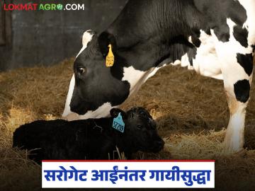 आता सरोगेट आईनंतर चक्क सरोगेट गायीसुद्धा येणार, ईटीटी-आयव्हीएफ कसे केले जाते?  - Marathi News | Latest news cow will become a surrogate mother through ETT-IVAF biotechnology | Latest News at Lokmat.com