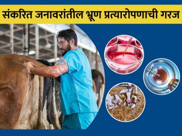 IVF भ्रूण प्रत्यारोपण प्रयोगशाळा आणि पशुपालकांच्या अपेक्षा - Marathi News | IVF Embryo Transplantation Laboratories and Expectations of farmers | Latest News at Lokmat.com