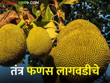 उत्पन्न वाढवायचेय? तर मग फणस लागवडीचे हे तंत्र वापराच - Marathi News | The trend of farmers is increasing towards cultivation of jackfruit | Latest News at Lokmat.com