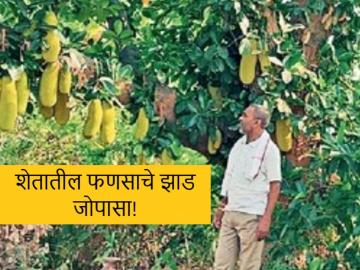 Success Story : एकरात फणसाची पाच तरी झाडे लावा अन् नगदी उत्पन्न मिळवा! वाचा सविस्तर  - Marathi News | Latest News Plant at least five hemp plants per acre bhandara district farmer success | Latest News at Lokmat.com