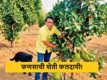 Success Story : खडकाळ जमिनीवर फुलवली फणसाची बाग, चंद्रपूरच्या शेतकऱ्याचा प्रयोग  - Marathi News | latest News farmer of Chandrapur flourished the cultivation of jackfruit on rocky ground | Latest News at Lokmat.com