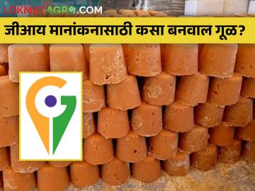 जीआय मानांकनासाठी गूळ करण्याची प्रक्रिया आणि त्याची प्रतवारी कशी केली जाते? - Marathi News | How is Jaggery Processed and Graded for GI Rating? | Latest News at Lokmat.com