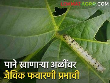 Soybean Crop Management : तंबाखूवरून सोयाबीनवर आलेल्या अळीला रोखा 'या' जैविक फवारणीने - Marathi News | Soybean Crop Management : Control the soybean crop worm which come from tobacco with 'this' biological spray | Latest News at Lokmat.com Soybean Crop Management : तंबाखूवरून सोयाबीनवर आलेल्या अळीला रोखा 'या' जैविक फवारणीने - Marathi News | Soybean Crop Management : Control the soybean crop worm which come from tobacco with 'this' biological spray | Latest News at Lokmat.com