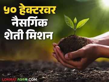Jaivik Sheti Mission : 50 हेक्टर क्षेत्रावर नैसर्गिक शेतीला चालना, कृषी विज्ञान केंद्राचा उपक्रम  - Marathi News | Latest News Promoting natural farming on 50 hectares of land, an initiative of Krishi Vigyan Kendra | Latest News at Lokmat.com