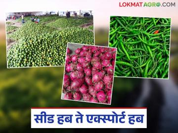 Farmer Exporter : हरित क्रांतीचा नवा अध्याय: 'या' जिल्ह्यातील शेतकरी बनले निर्यातदार वाचा सविस्तर - Marathi News | latest news Farmer Exporter: A new chapter of the Green Revolution: Farmers in 'this' district became exporters Read in detail | Latest News at Lokmat.com Farmer Exporter : हरित क्रांतीचा नवा अध्याय: 'या' जिल्ह्यातील शेतकरी बनले निर्यातदार वाचा सविस्तर - Marathi News | latest news Farmer Exporter: A new chapter of the Green Revolution: Farmers in 'this' district became exporters Read in detail | Latest News at Lokmat.com