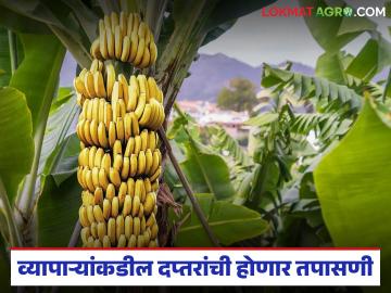 केळी व्यापाऱ्यांकडील दप्तरांची होणार तपासणी; यावल बाजार समितीकडून नोटिसा जाहीर - Marathi News | Banana traders' briefcases will be inspected; Yaval Market Committee issues notices | Latest News at Lokmat.com