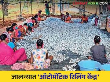 Sericulture Park in Jalna : जालन्यात शेतकऱ्यांसाठी  रेशीम पार्क, प्रशिक्षण केंद्र; उत्पादनात किती होणार वाढ वाचा सविस्तर  - Marathi News | Sericulture Park in Jalna: Sericulture Park, training center for farmers in Jalna; How much increase in production will be read in detail  | Latest News at Lokmat.com