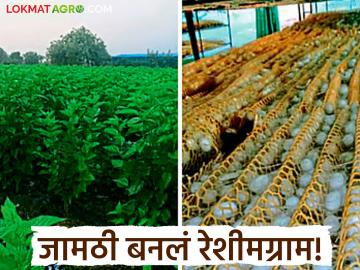 Farmer Success Story : सातपुड्याच्या कुशीतलं जामठी गाव बनलं 'रेशीमग्राम'; शिक्षित शेतकऱ्यांनी घडवली यशोगाथा! - Marathi News | latest news Farmer Success Story: Jamthi village in the lap of Satpura became 'Silk Village'; Educated farmers created a success story! | Latest News at Lokmat.com