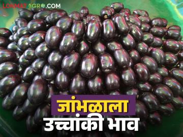 मधुमेहाच्या रुग्णांसाठी गुणकारी असलेल्या जांभळांना उच्चांकी भाव; वाचा प्रतिकिलो काय मिळतोय दर? - Marathi News | High prices for jamun, which are beneficial for diabetic patients; Read what is the price per kg? | Latest News at Lokmat.com